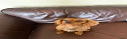 Cavalier King Charles Spaniel dogs for sale: 6 Beautiful Cavalier King Charles Spaniels  - Advert 9
