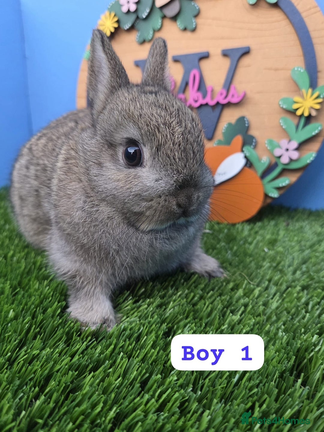 Netherland Dwarf rabbits for sale: Netherland Dwarf Baby Rabbits Girls Boys Buck Doe - Advert 1