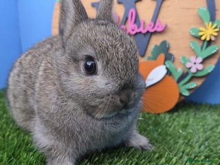 Netherland Dwarf rabbits Netherland Dwarf Baby Rabbits Girls Boys Buck Doe - Advert 6