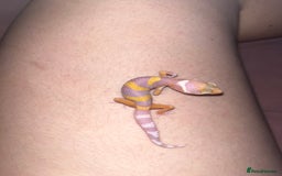 Leopard Gecko reptiles for sale: Baby leopard geckos for sale - Image 11