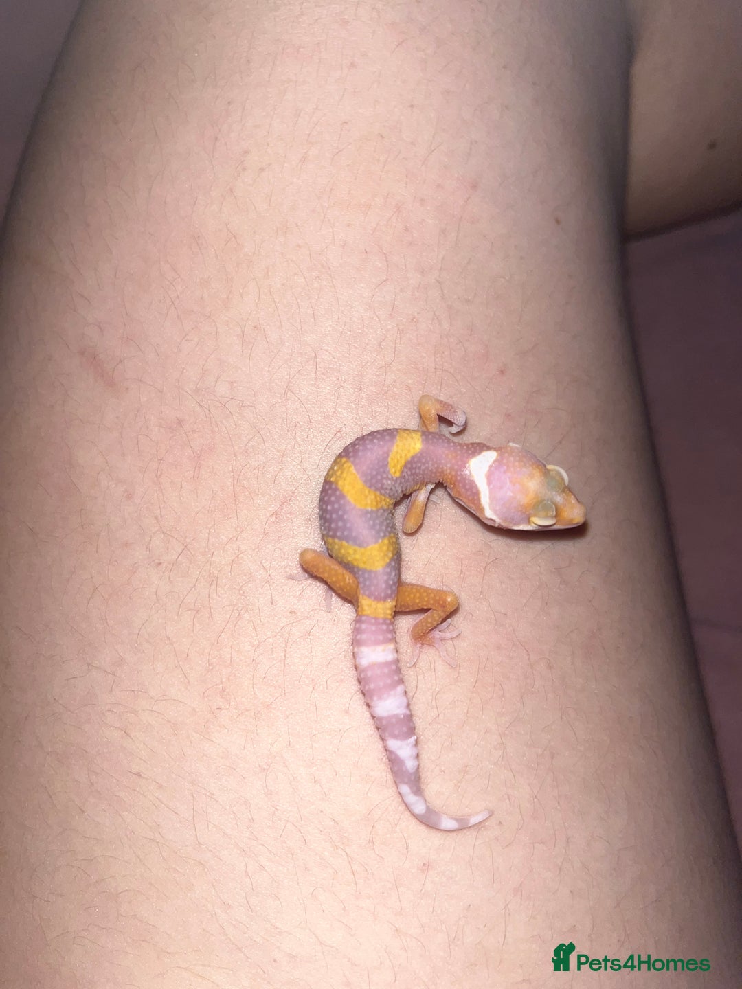 Leopard Gecko reptiles for sale: Baby leopard geckos for sale - Image 11