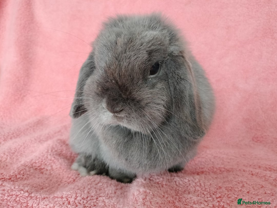 Mini Lop rabbits for sale: Mini lop doe for sale  - Image 3