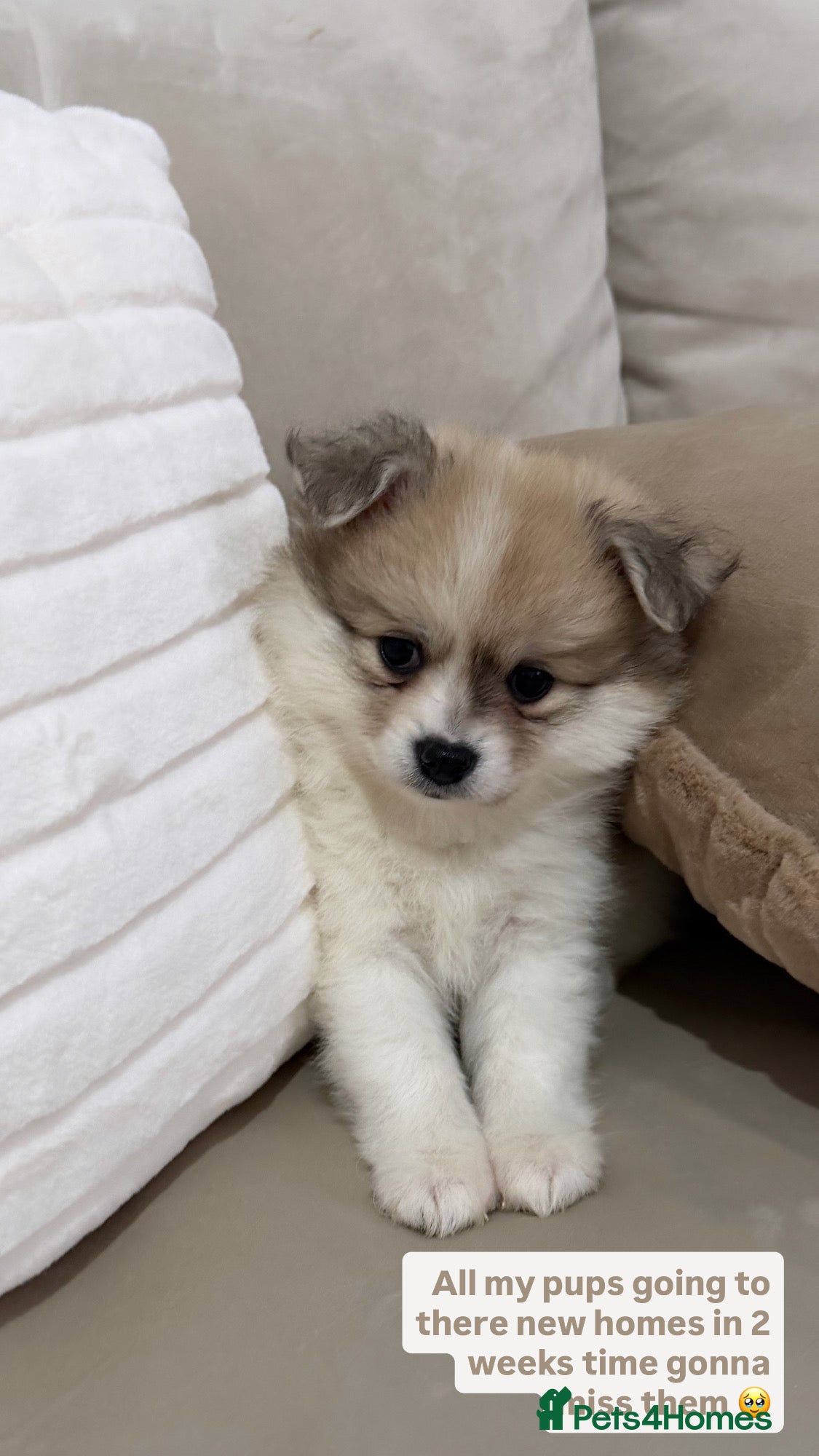 Pomchi dogs Pomchis  - Advert 5