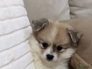 Pomchi dogs Pomchis - Advert 5