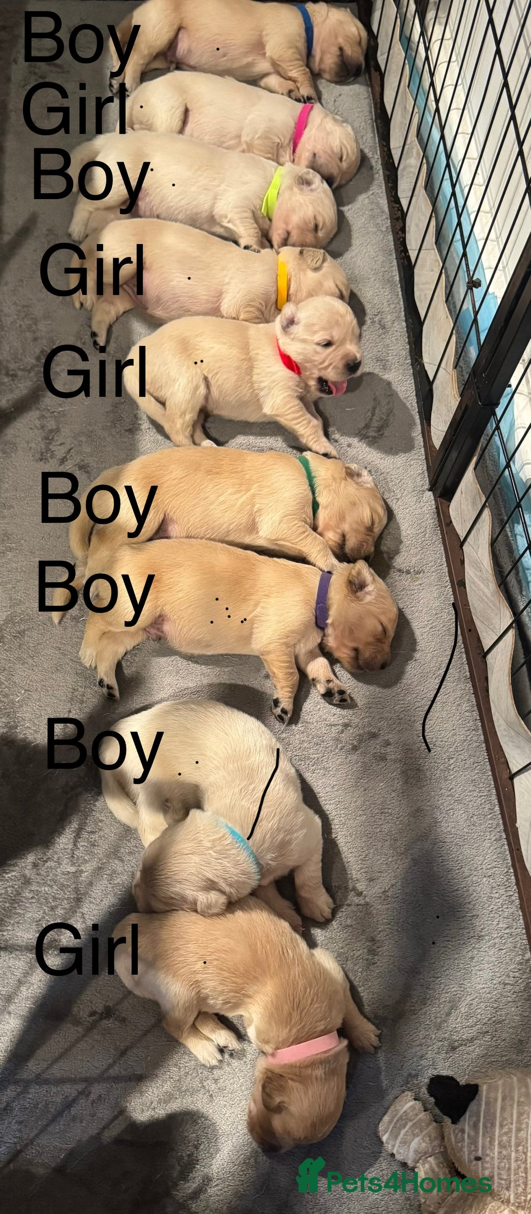 Golden Retriever dogs for sale: Golden Retriever Puppies  - Image 2