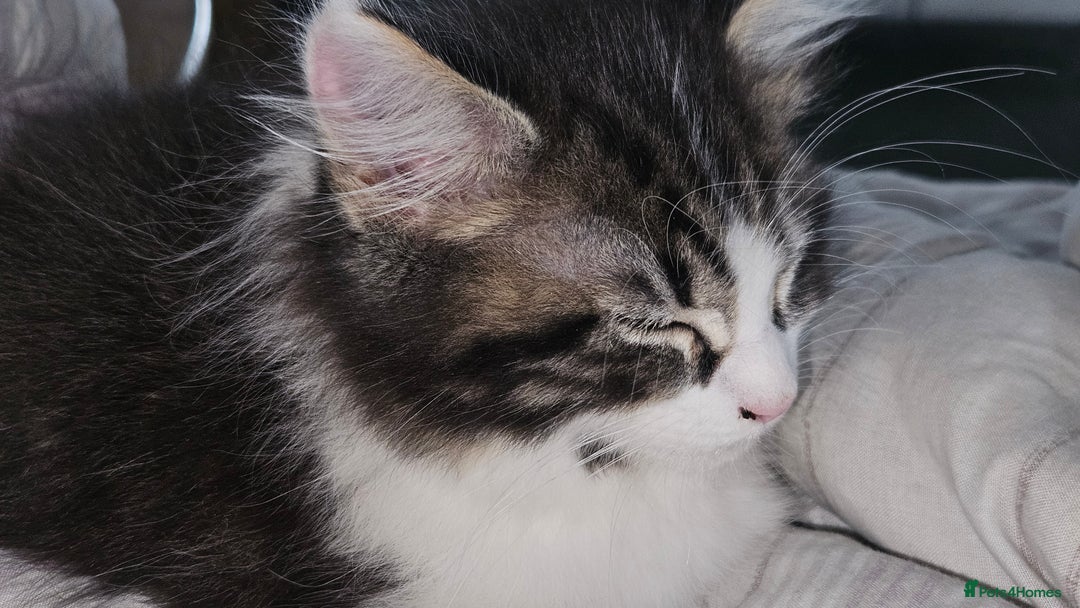 Maine Coon cats for sale: Beautiful Female Mixed Maine Coon kittens - Advert 26