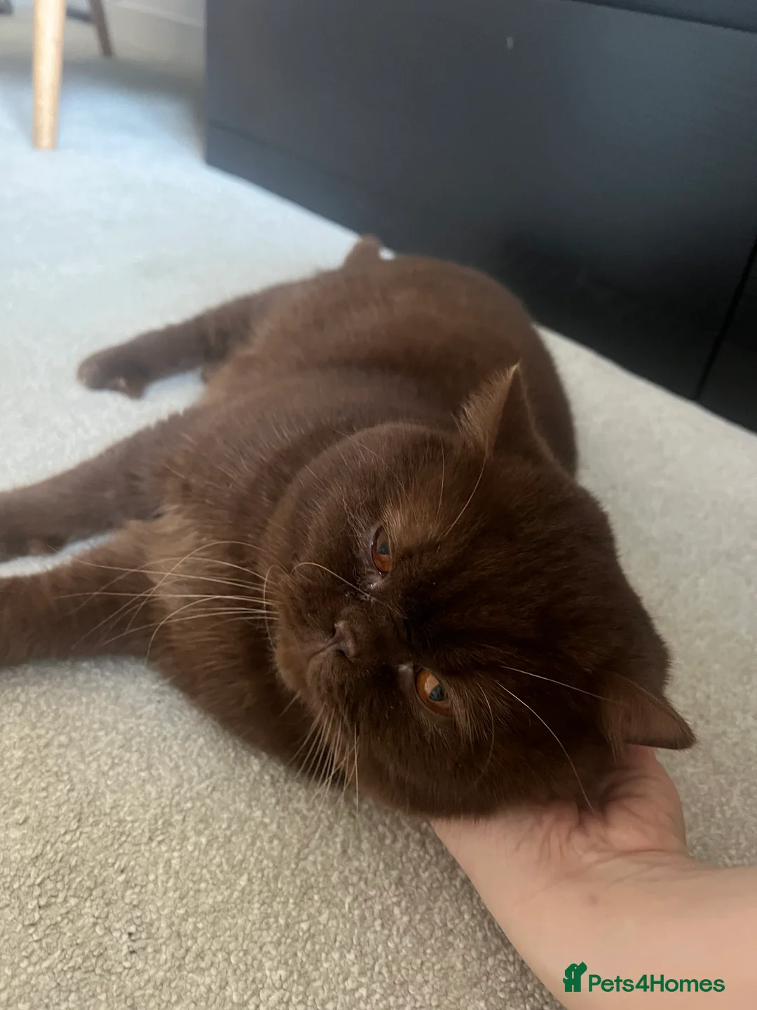British Shorthair cats for sale: Active chocolate British short hair male - Advert 12