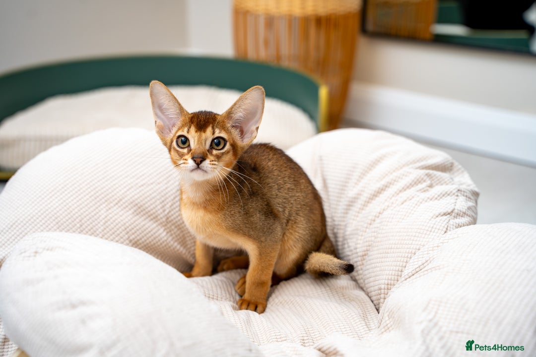 Abyssinian cats for sale: Vanilla Boy-Exceptional Abyssinian-Champion line - Advert 7