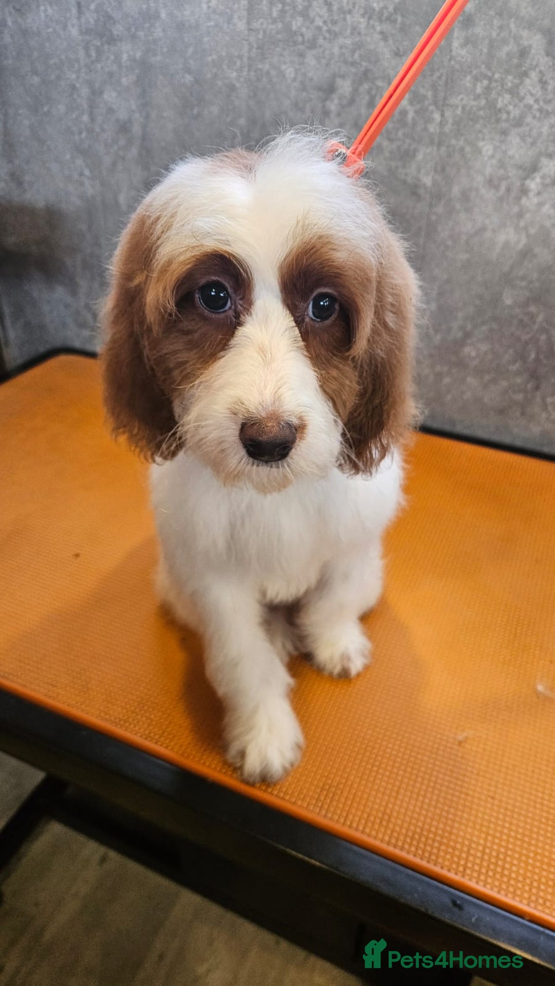 Irish Doodle dogs for sale: Irish red and white setter x moyen poodle - Advert 4