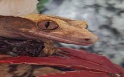 Gecko reptiles for sale: Crested Gecko Female Adult Reptile Girl  - Image 1