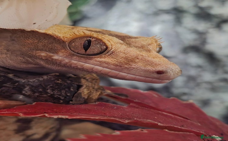Gecko reptiles - Advert 1