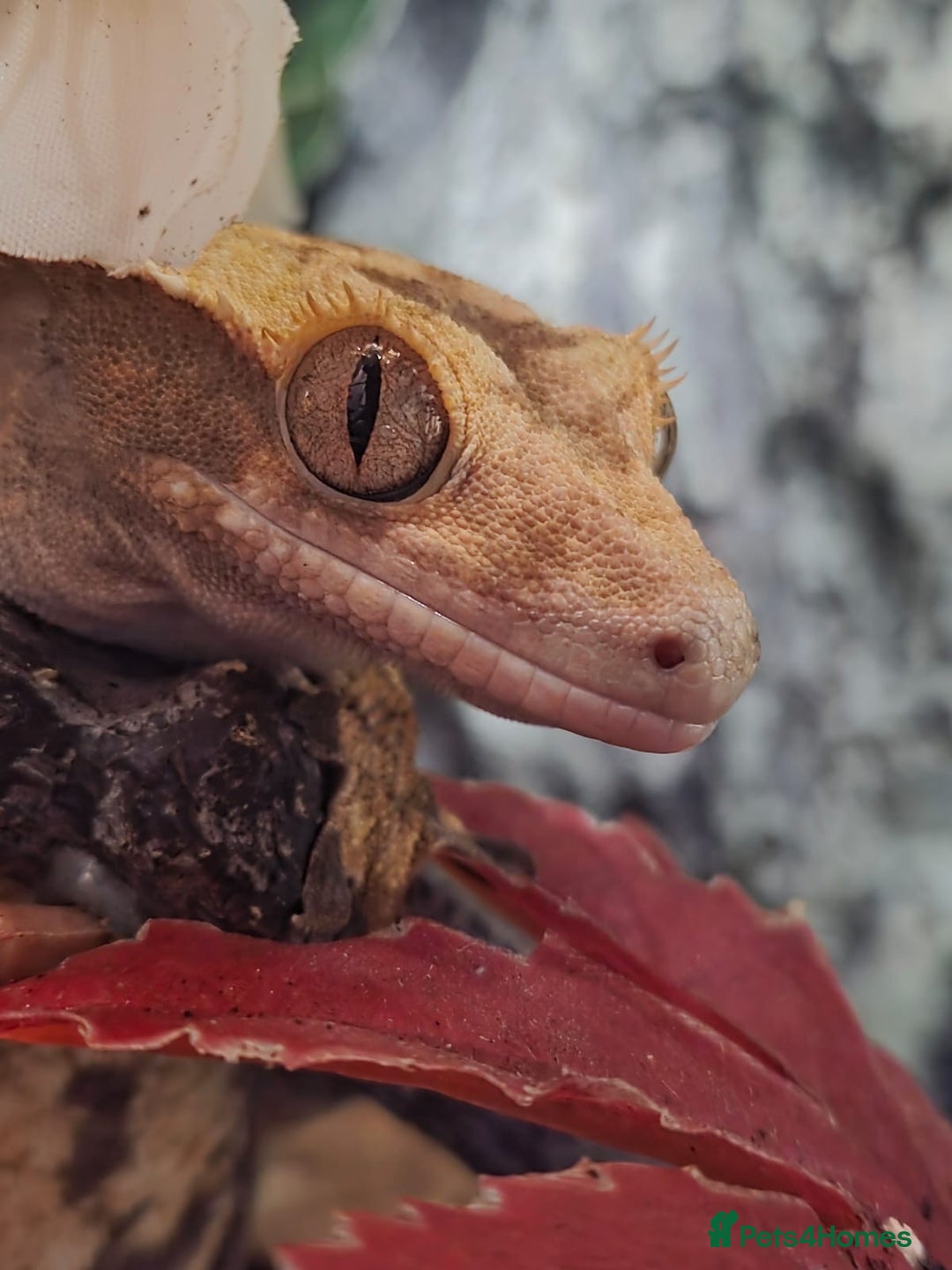 Gecko reptiles for sale: Crested Gecko Female Adult Reptile Girl  - Image 1