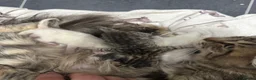 Mixed Breed cats for sale: Siberian x Scottish Folded Kittens - Advert 2
