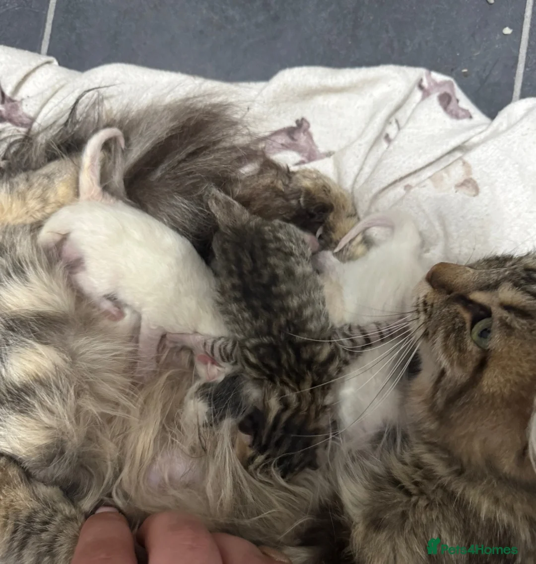 Mixed Breed cats for sale: Siberian x Scottish Folded Kittens - Advert 2