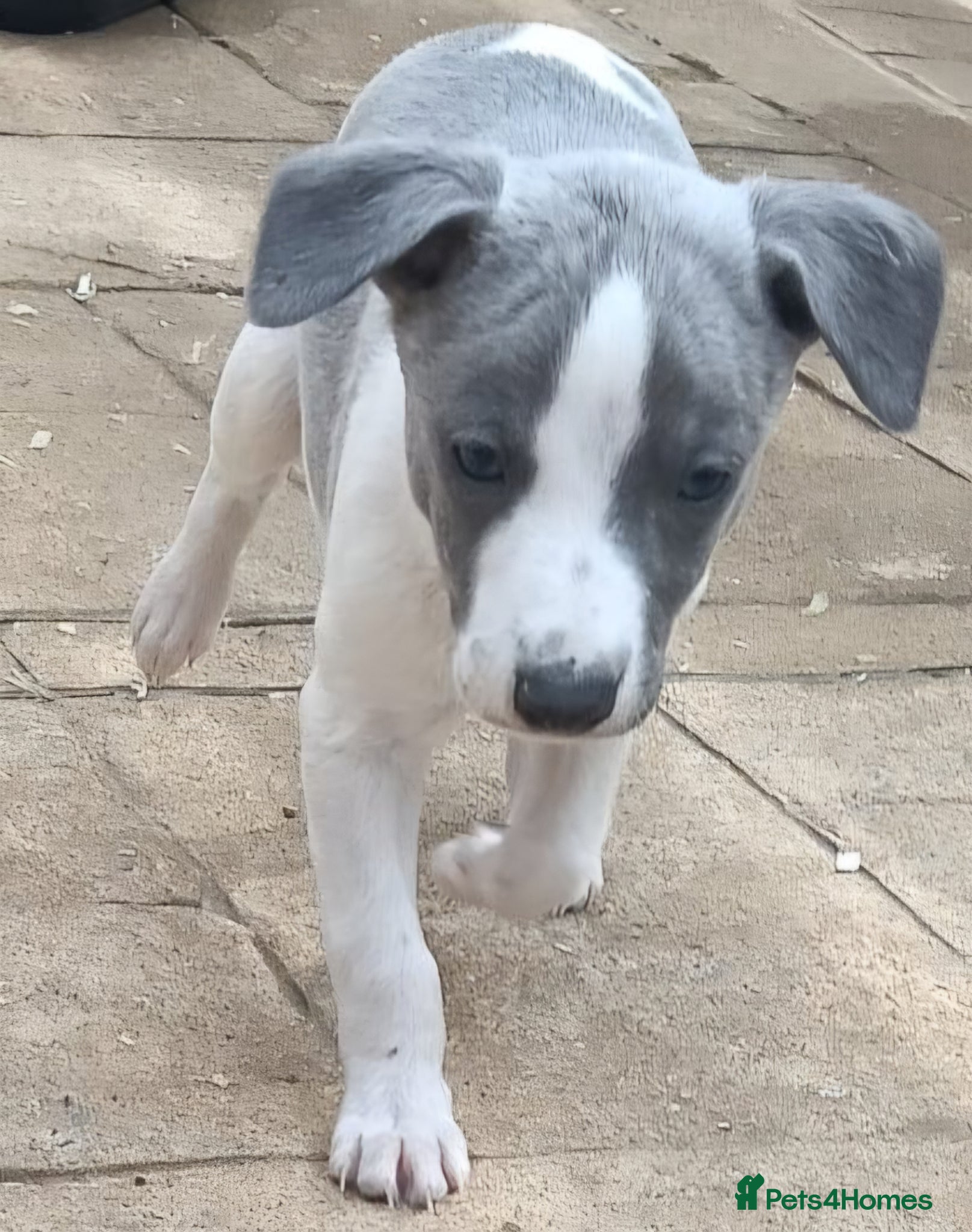 Whippet dogs Kc reg blue whippet pups  - Advert 1
