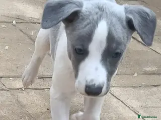 Whippet dogs Kc reg blue whippet pups - Advert 1