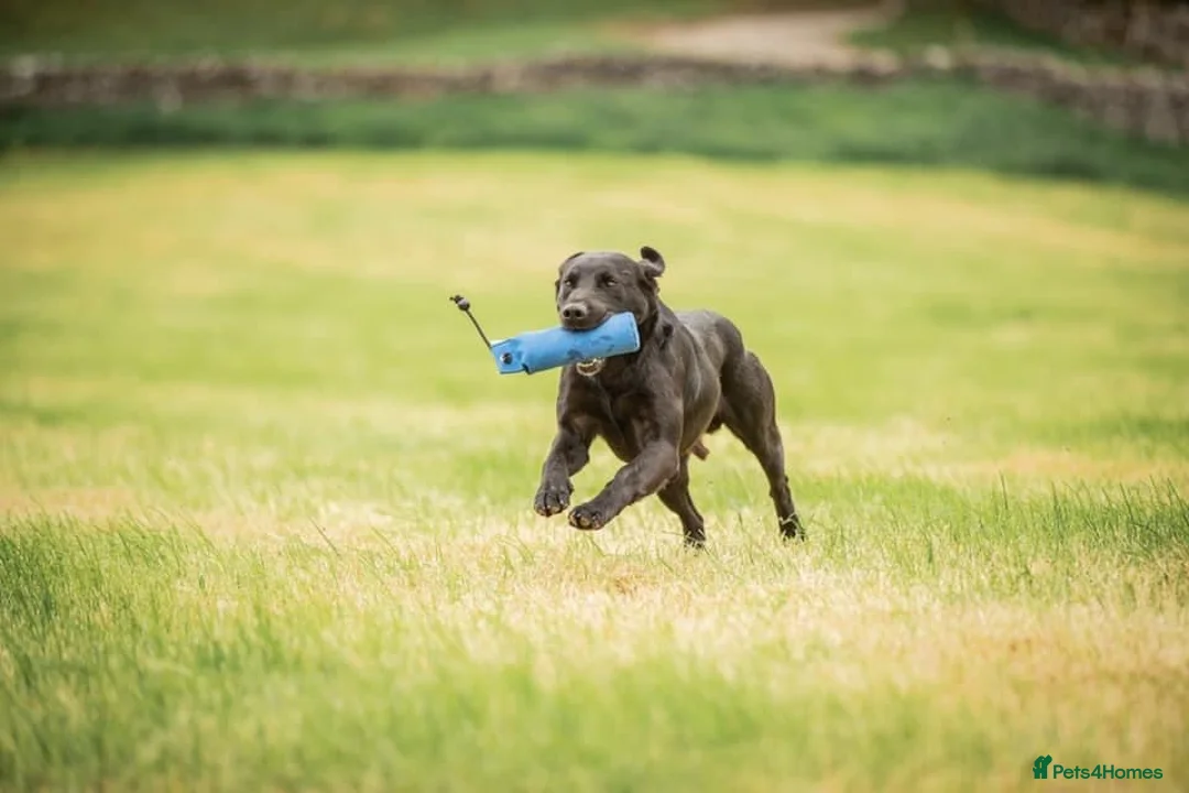 Labrador Retriever dogs for stud: 0/0 HIP & ELBOWS FULLY HEALTH TESTED BLACK STUD in Malton - Advert 9