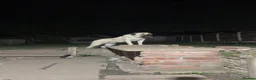 Turkish Kangal dogs for sale: Wolf the Turkish kangal in Rotherham - Advert 7