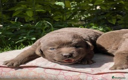 Labrador Retriever dogs for sale: Chocolate Labrador Retriever Puppies for Sale! - Image 7