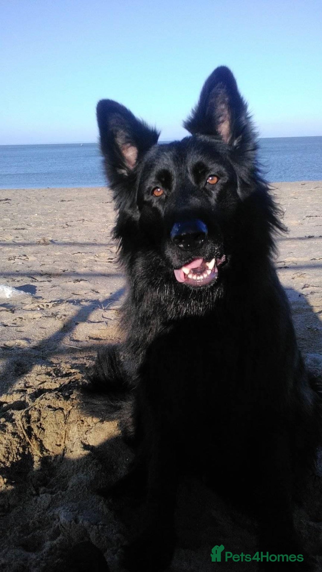German Shepherd dogs for sale: Male longhaired black sable German shepherd  - Image 1