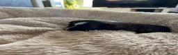 Chinese Crested dogs for sale: Lovely Chinese crested puppies for sale  - Advert 7