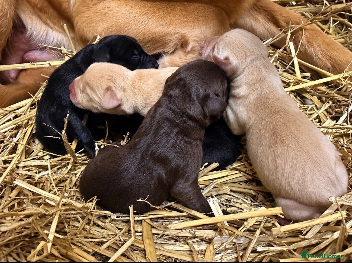 Labrador Retriever dogs Labrador puppies - Advert 1