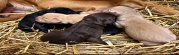 Labrador Retriever dogs for sale: Labrador puppies in Beith - Advert 1