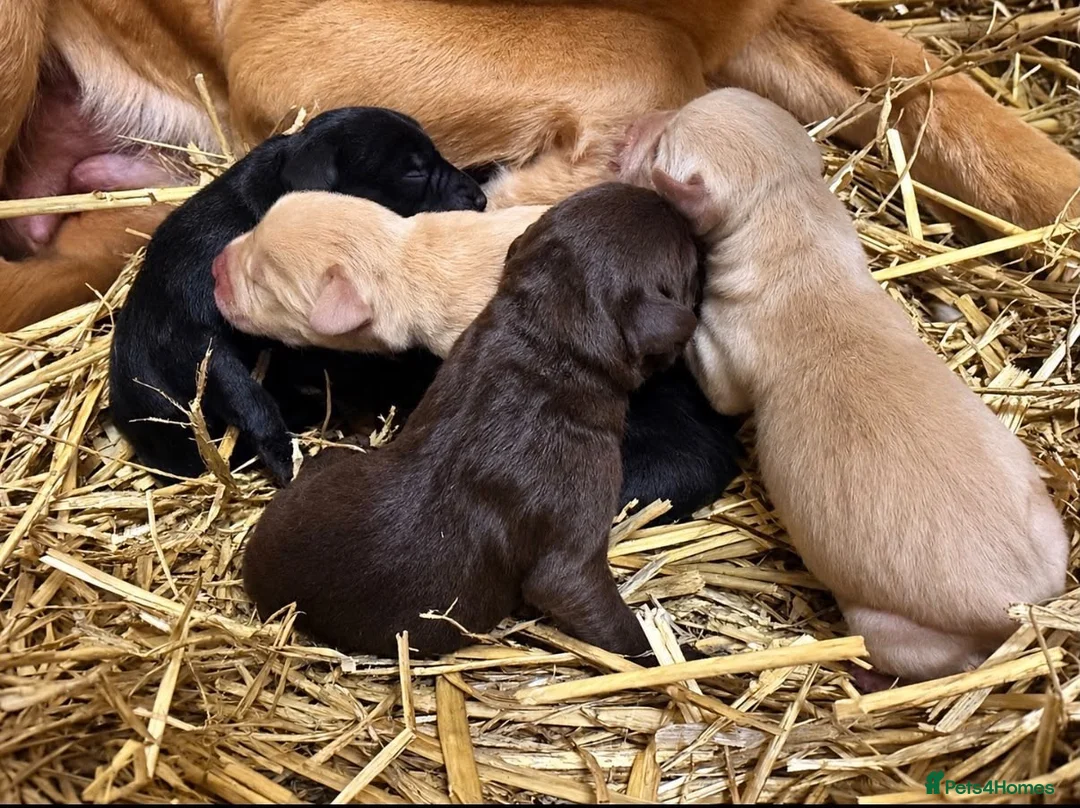 Labrador Retriever dogs for sale: Labrador puppies in Beith - Advert 1