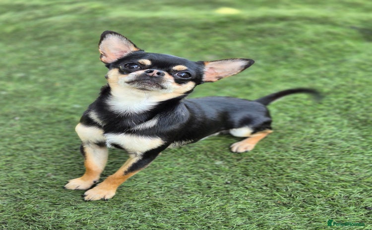 Chihuahua dogs - Advert 4