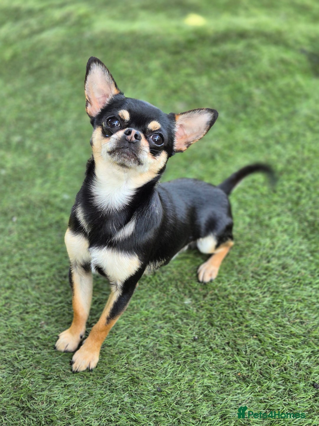 Chihuahua dogs for sale: Male Chihuahua  - Image 1