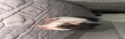 Egyptian Mau cats for sale: Tabby cats  in Burton-on-Trent - Advert 7