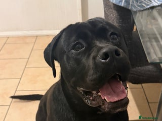 Cane Corso dogs Lovely male Cane Corso for sale - Advert 1