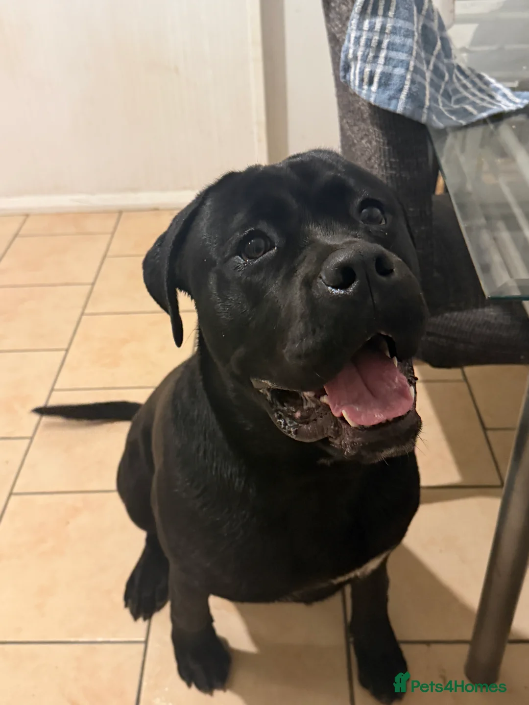 Cane Corso dogs for sale: Lovely male Cane Corso for sale  - Advert 1