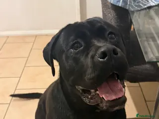 Cane Corso dogs Lovely male Cane Corso for sale - Advert 20