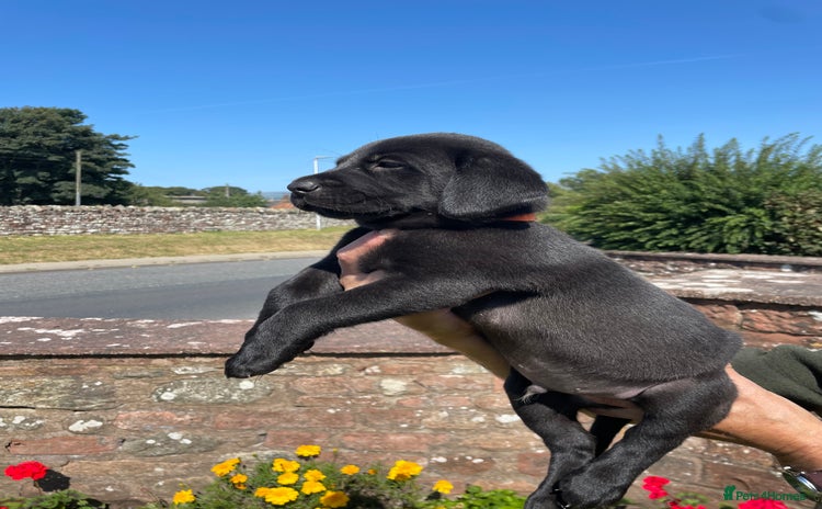 Labrador Retriever dogs - Advert 3