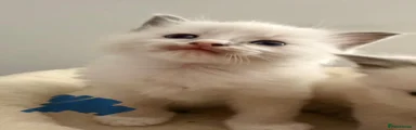Ragdoll 2