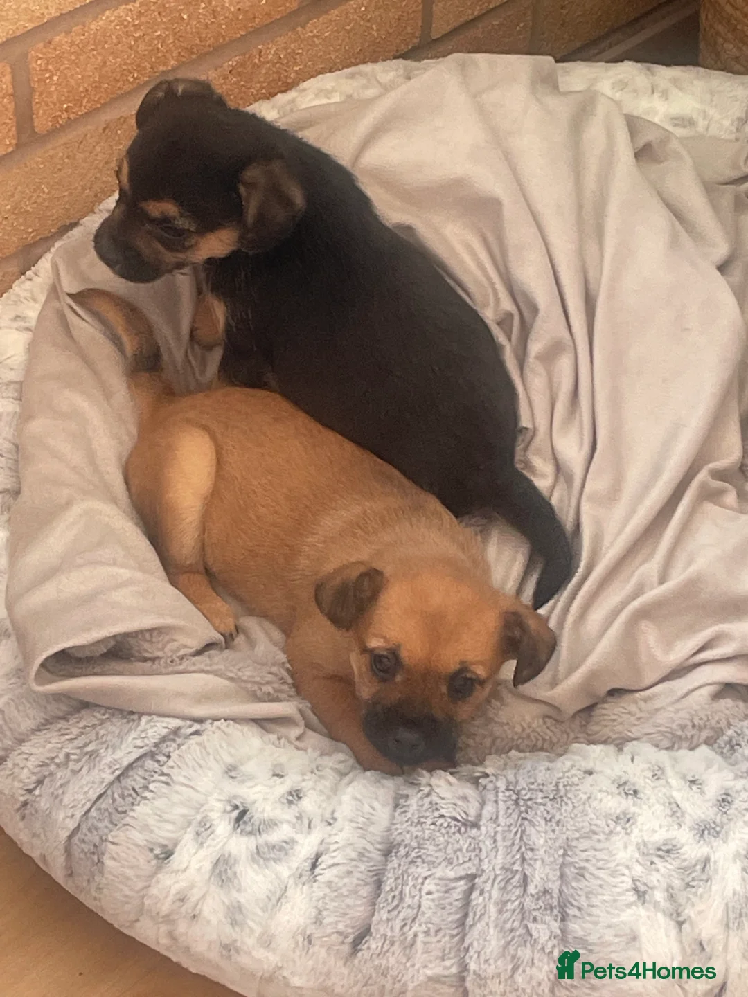 Mixed Breed dogs for sale: Adorable Frenchie-Poodle  **last male  - Advert 12