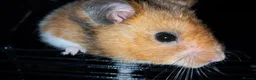 Hamster rodents for sale: Rescue hamster looking for his forever home - Advert 2
