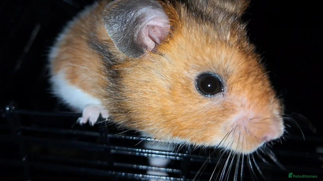 Hamster rodents for sale: Rescue hamster looking for his forever home - Advert 2