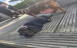 Miniature Dachshund dogs for sale: 3 left mini dachshund BOYS KC READY NOW   - Image 19