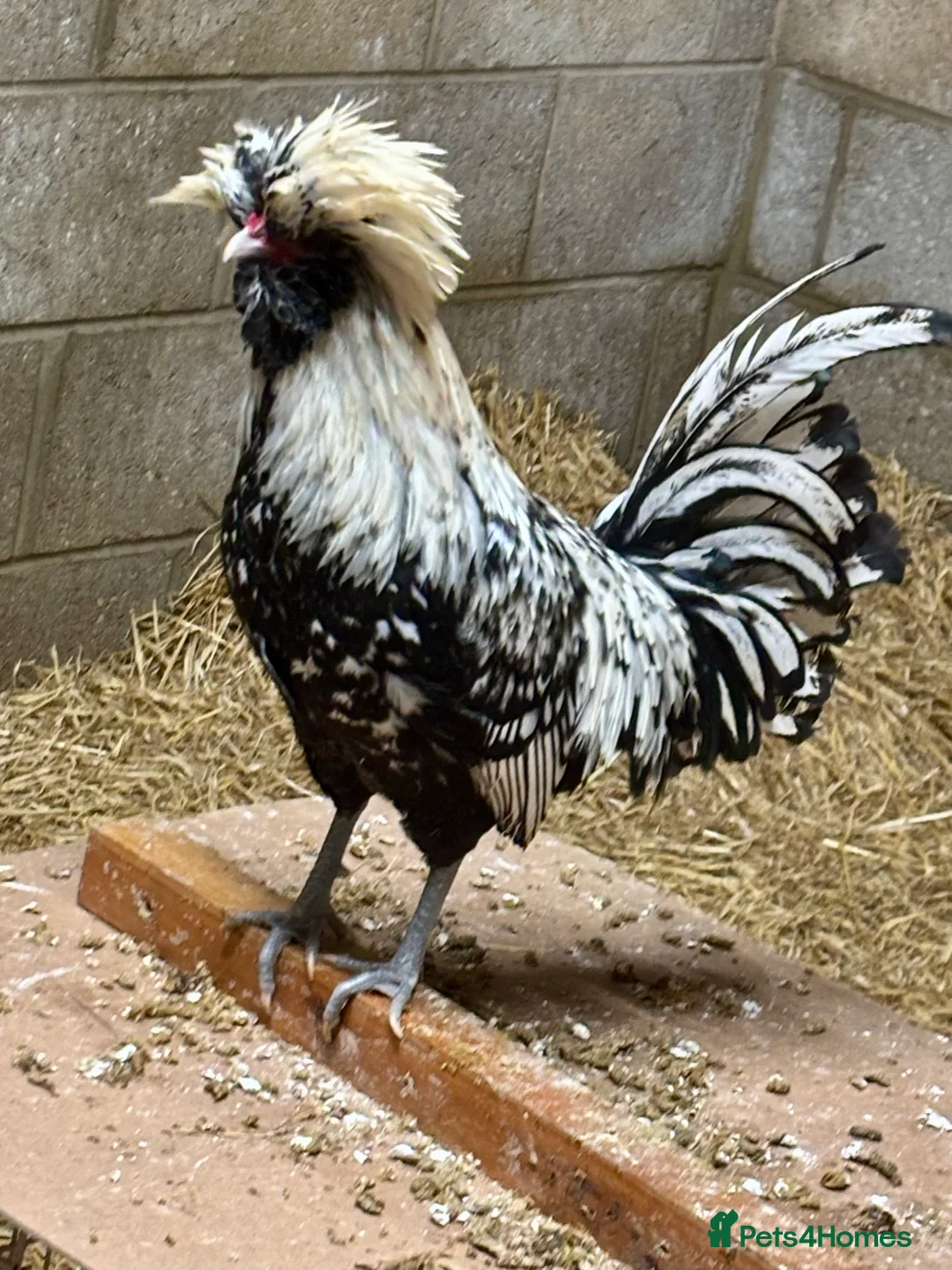Chickens poultry for sale: Polish Bantam Cockerels x3  - Advert 1
