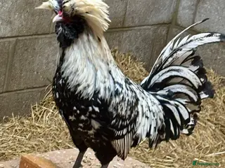 Chickens poultry Polish Bantam Cockerels x3 - Advert 1