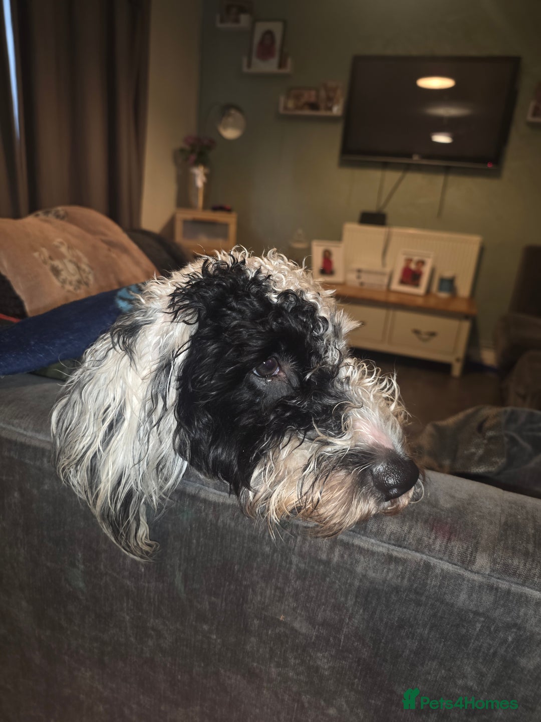 Cockapoo dogs for sale: Coccapoo  - Advert 2