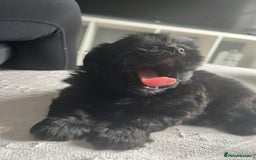 Shih Tzu dogs for sale: Bear 🐻  - Image 4