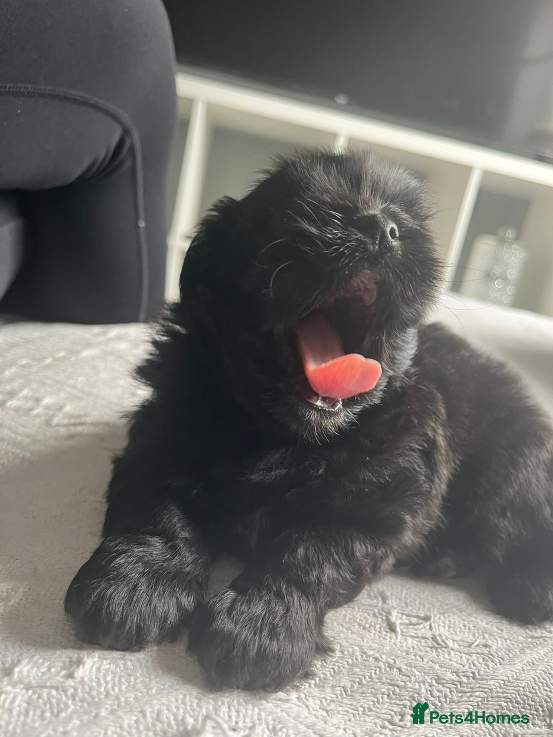 Shih Tzu dogs for sale: Bear 🐻  - Image 4
