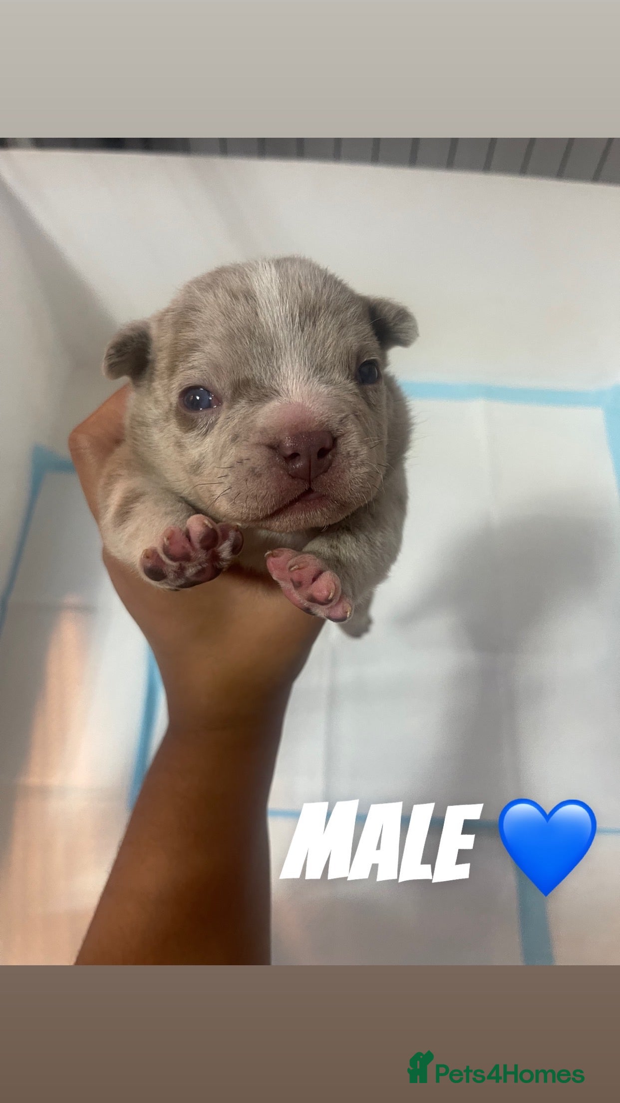 American Bully dogs Exotic micro bully’s  - Advert 3