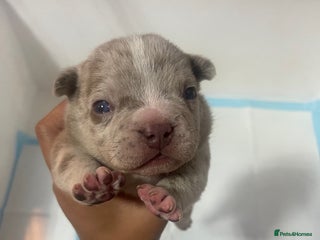 American Bully dogs Exotic micro bully’s - Advert 15