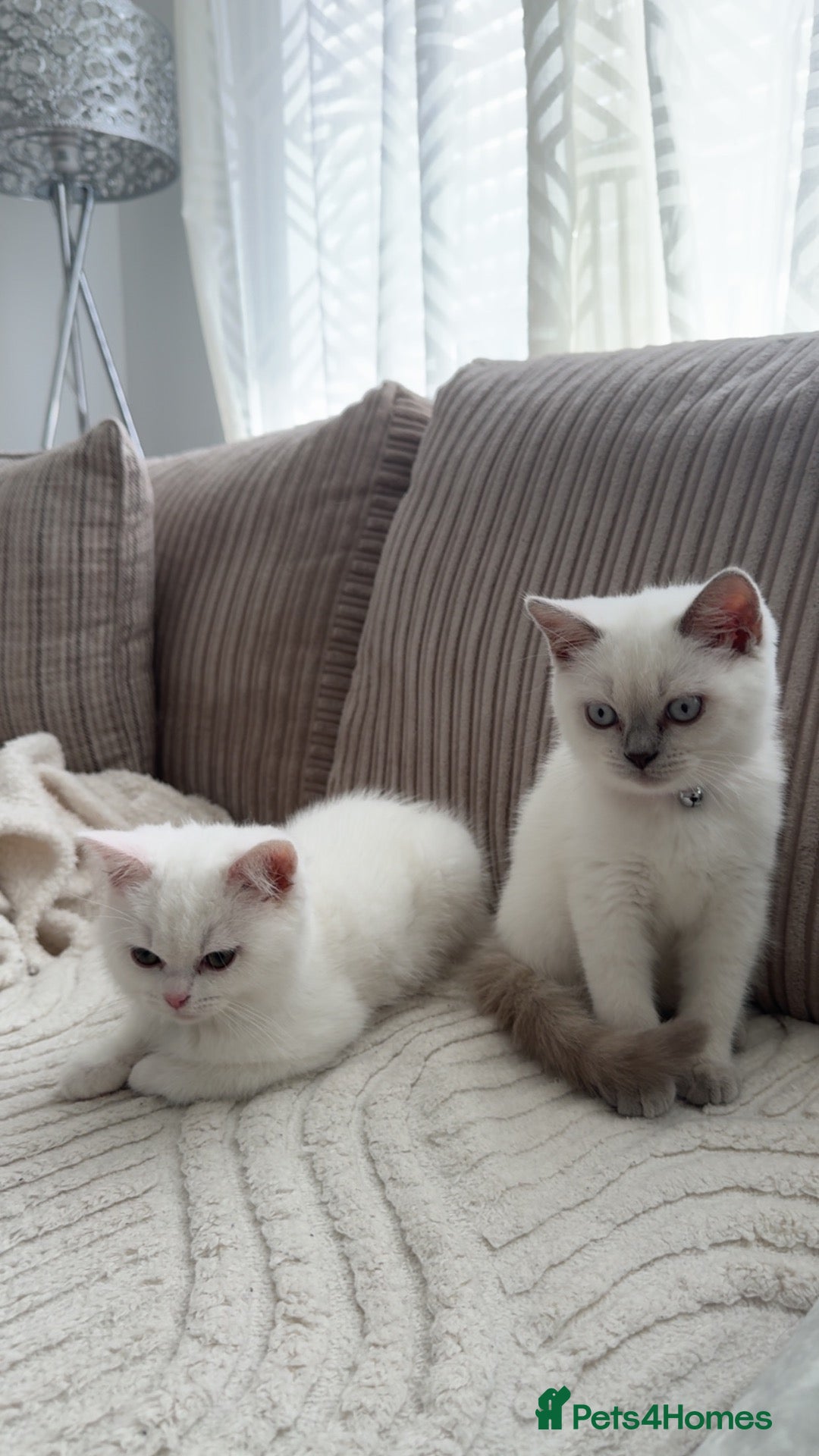 British Shorthair cats for sale: Two British shorthairs  - Advert 9