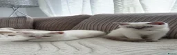 British Shorthair cats for sale: Two British shorthairs  - Advert 10