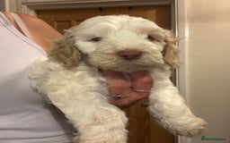 Cockapoo dogs for sale: Stunning f1 show cockapoos  - Image 13